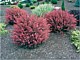 Deciduous/Flowering Shrubs