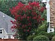 Deciduous/Flowering Shrubs