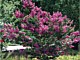 Deciduous/Flowering Shrubs