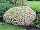 Deciduous/Flowering Shrubs