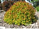 Deciduous/Flowering Shrubs